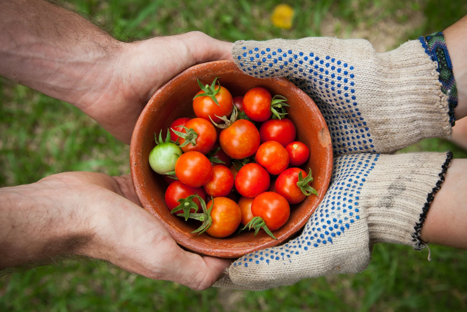 A Greenhouse Tomato Grower’s Experience with Biostimulants