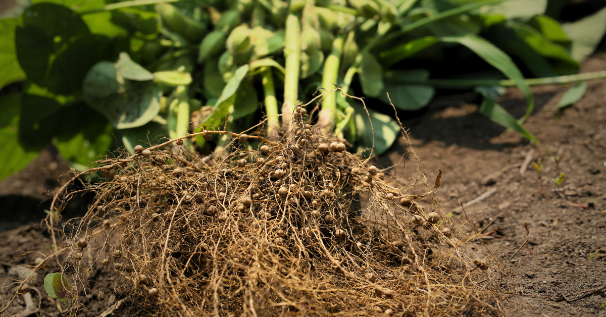 Nitrogen Cycling: The Role of Soil Microbes