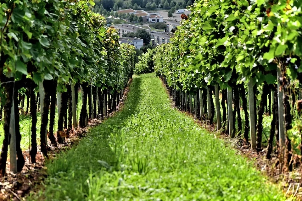 How to improve soil health in orchards?