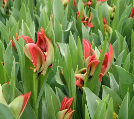 The impressive results of carefully cultivated tulips and lilies fields