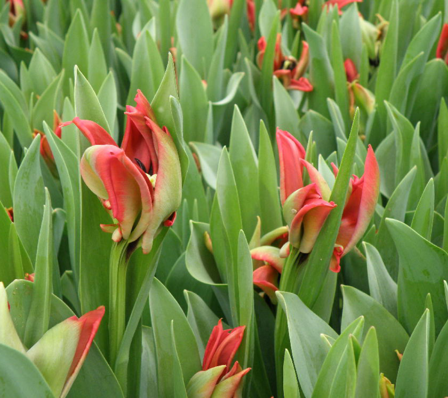 The impressive results of carefully cultivated tulips and lilies fields
