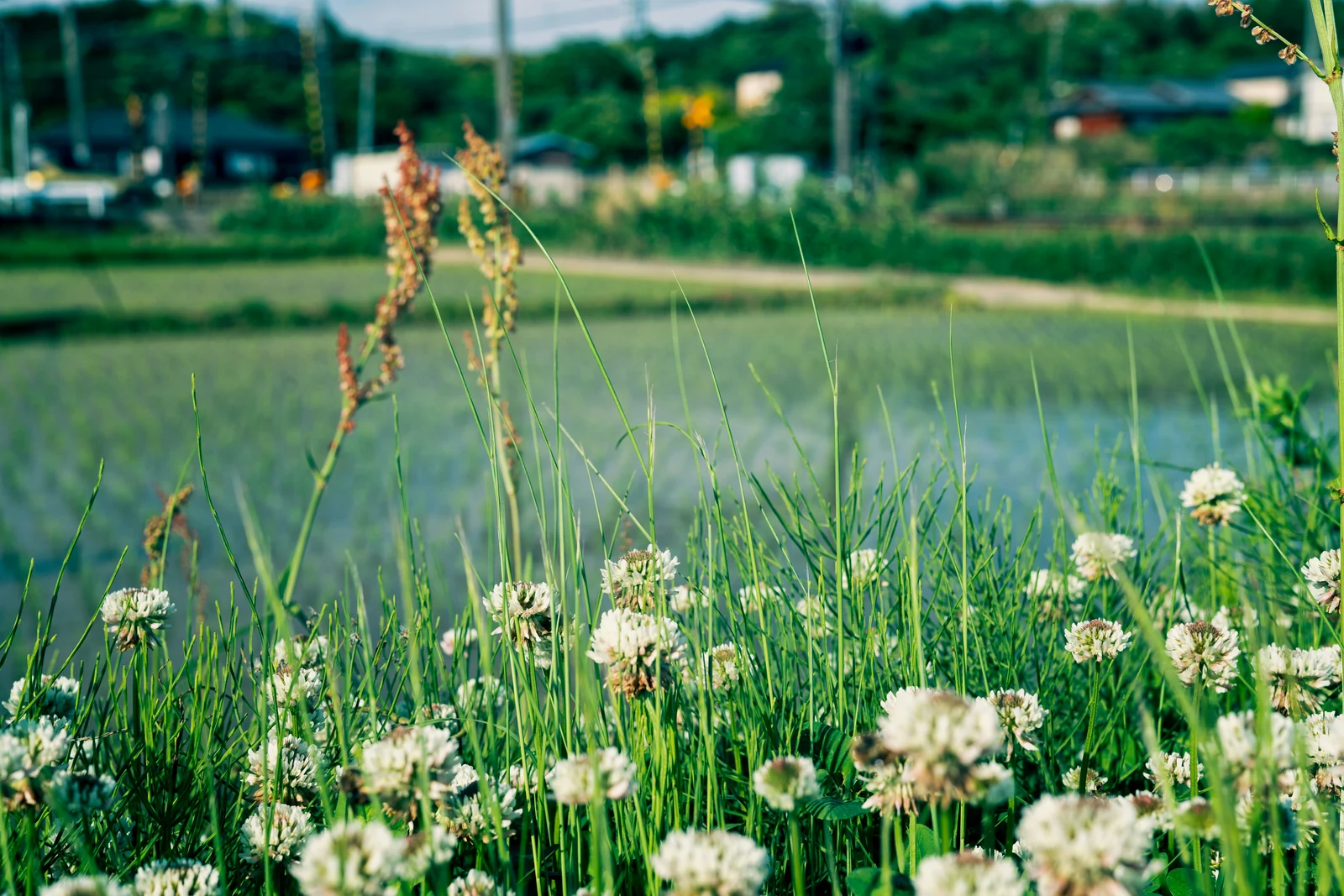 Organic farming based on a relationship of trust with consumers