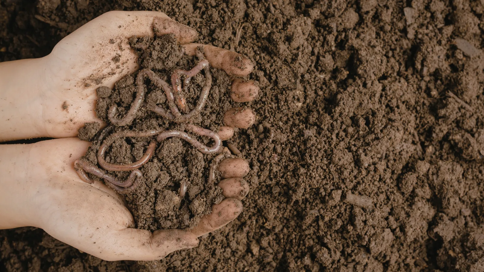 The Role of Soil Biology in Microbial Product Performance