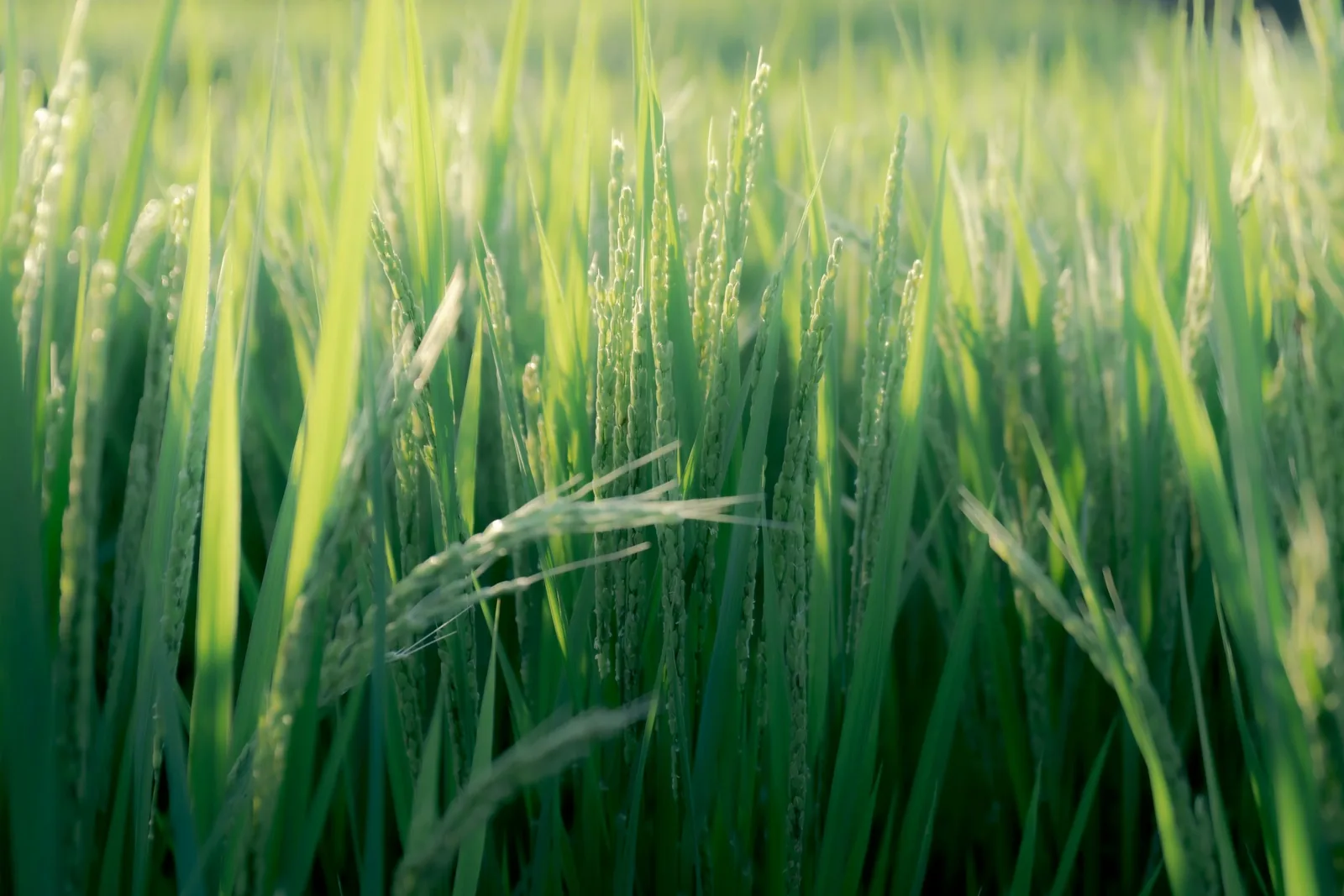Periodic BIOTREX soil analysis for farming