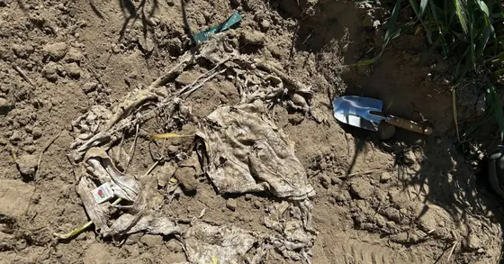 T-shirt experiment: How well regenerative farming practices improve the soil microbial activity