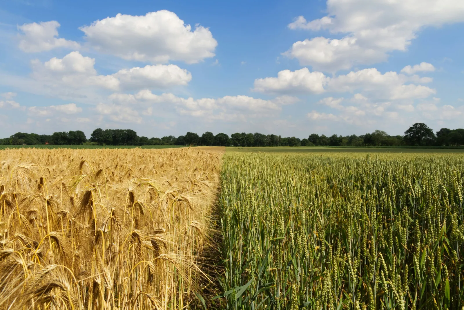 Regenerating Soil, Restoring Balance: NABU’s Report on Conservation Agriculture based on field experience