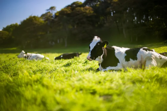 "Dairy farming that is good for people and cows" proven by BIOTREX analysis