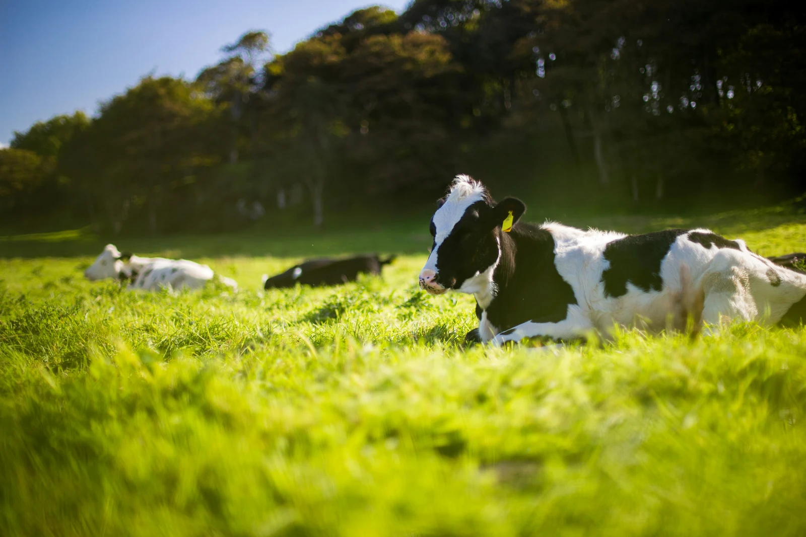 "Dairy farming that is good for people and cows" proven by BIOTREX analysis