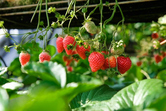 BIOTREX analysis supports strawberries grown with care in the heart of nature