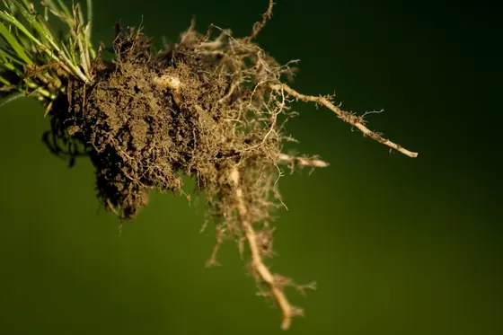 Biostimulants in Agriculture: Benefits, Risks & the Role of BIOTREX Soil Microbial Testing