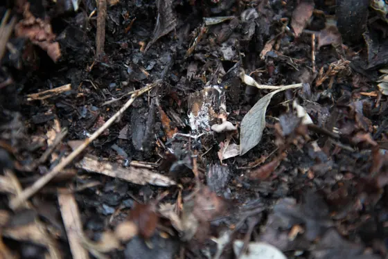 Microbial Decomposition: The Soil Process That Makes Everything Work