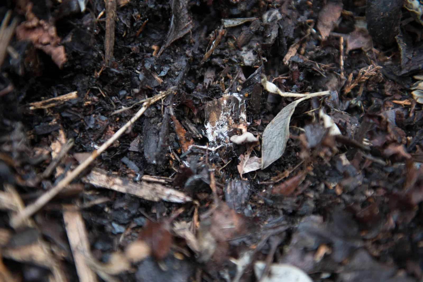 Microbial Decomposition: The Soil Process That Makes Everything Work