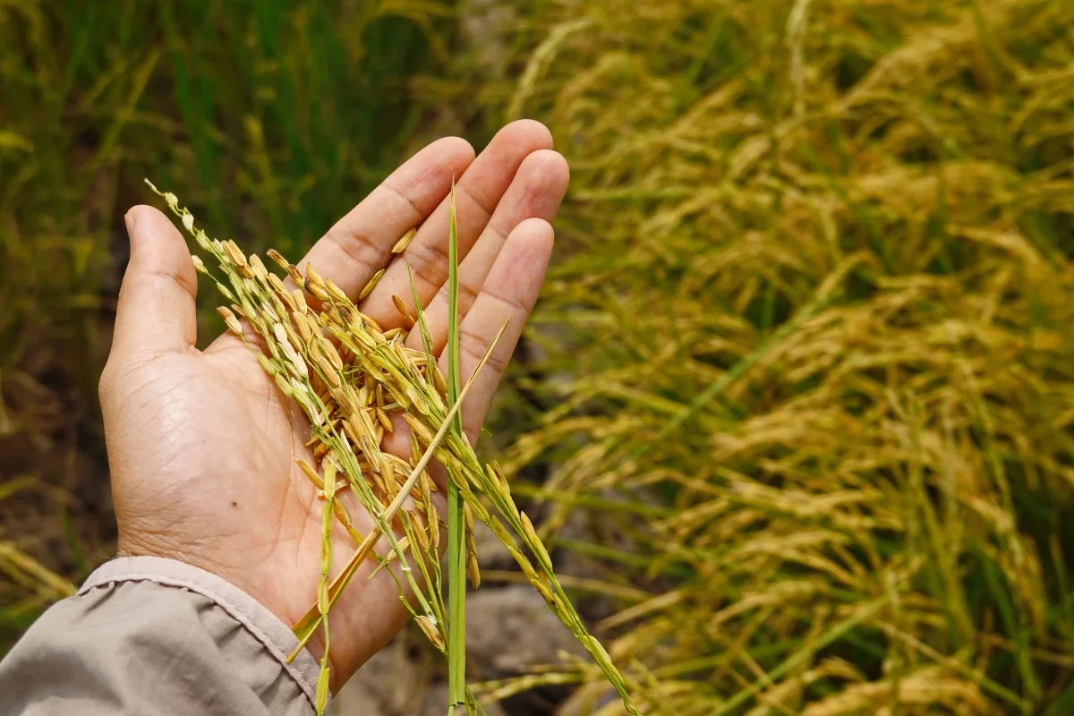 Maximising Biostimulant Benefits: Why Soil Microbial Testing is Key 