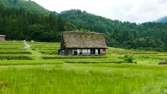 Growing rice in balance with living things