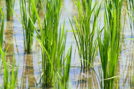 Labour-saving organic rice farming that does not require weeding