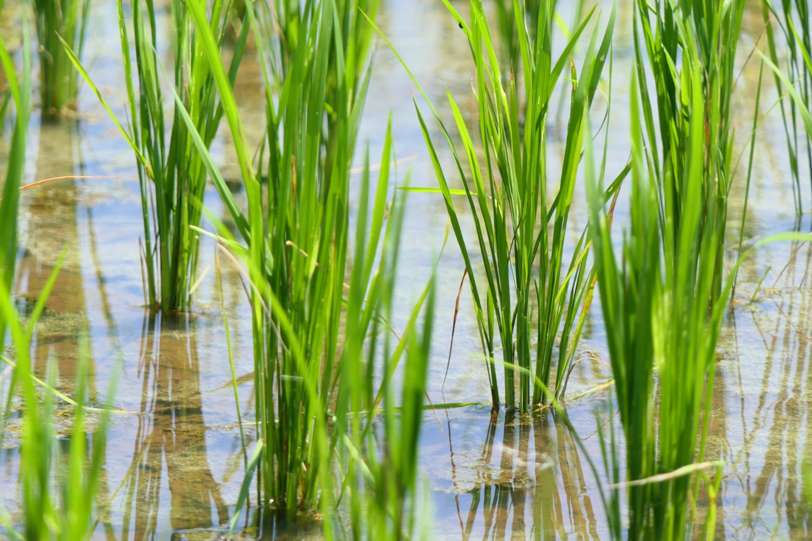 Labour-saving organic rice farming that does not require weeding