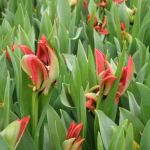 The impressive results of carefully cultivated tulips and lilies fields