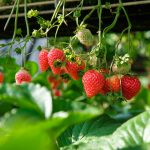 BIOTREX analysis supports strawberries grown with care in the heart of nature