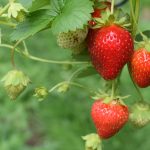 Diversity and activity value analysis of soil microbes that supports carefully cultivated strawberries in the great outdoors