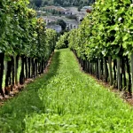How to improve soil health in orchards?