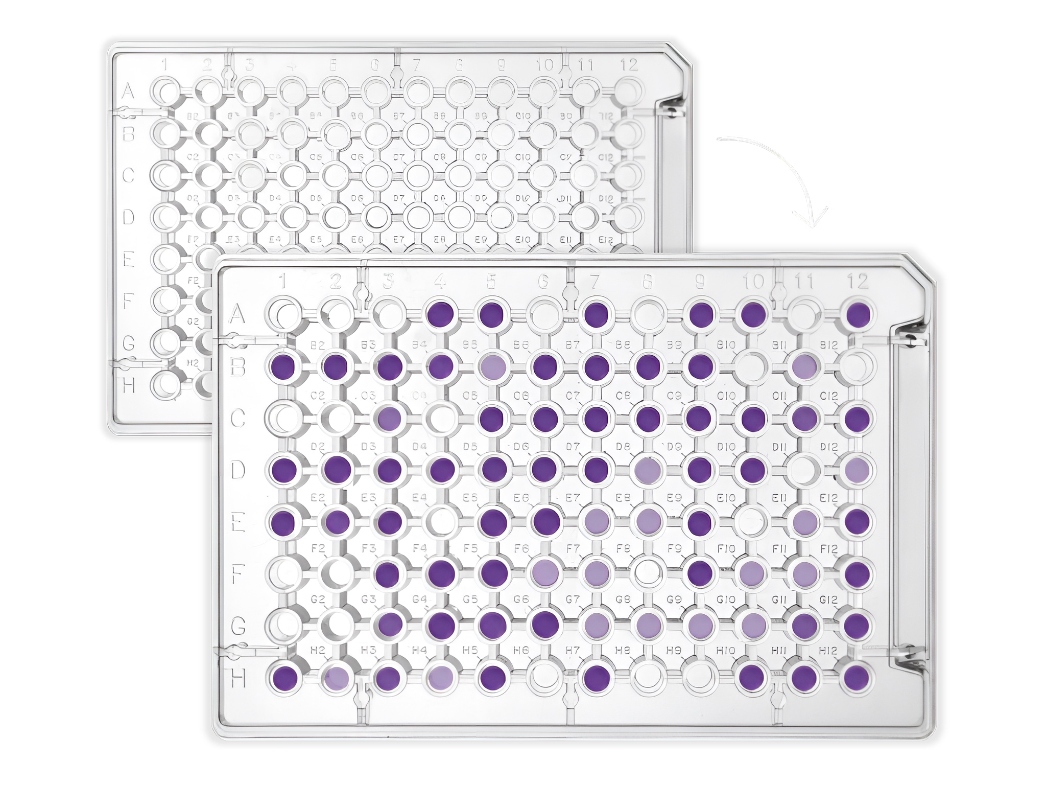 two plates_low size