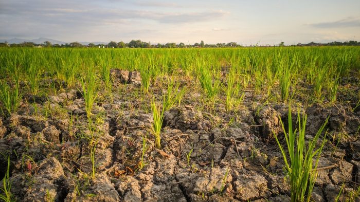 Unsuccessful trials - soil & environment - 3