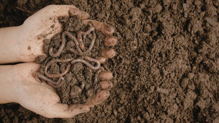 Unsuccessful trials - soil biology (1)